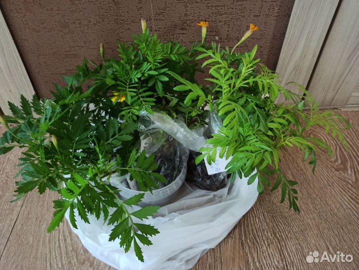 Рассада бархатцы остатки