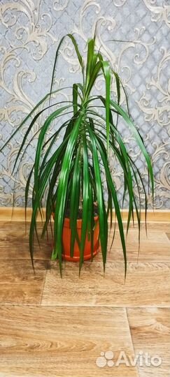 Пальма драцена