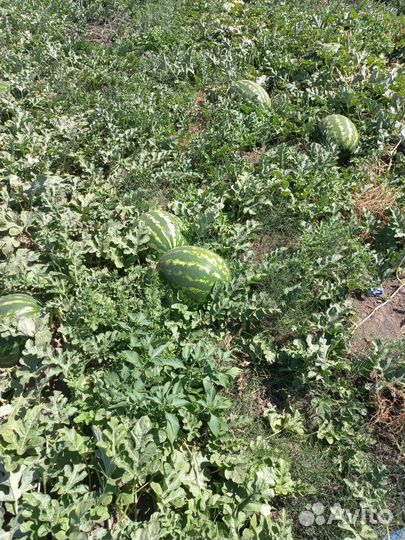 Арбузы оптом астрахань