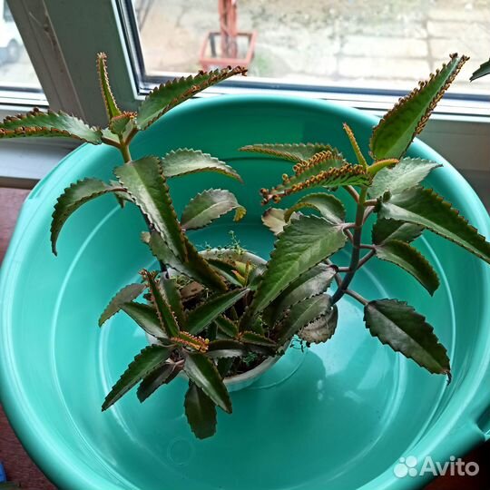 Каланхоэ живородящий