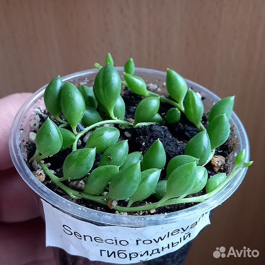 Суккуленты