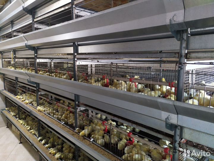 Цыпленок бройлера кооб 500