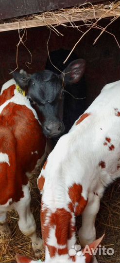 Телята. Доставка бесплатно