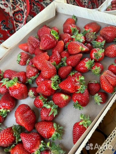 Клубника свежий сбор (разных сортов) с доставкой