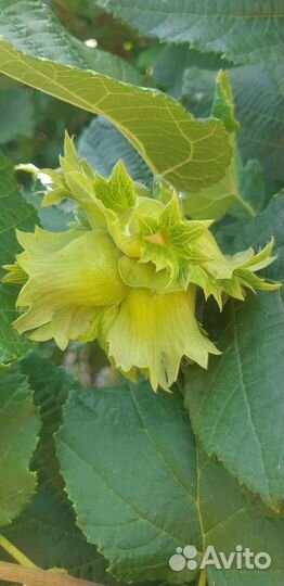 Дубочки миндаль абрикос фундук калина Бульденеж