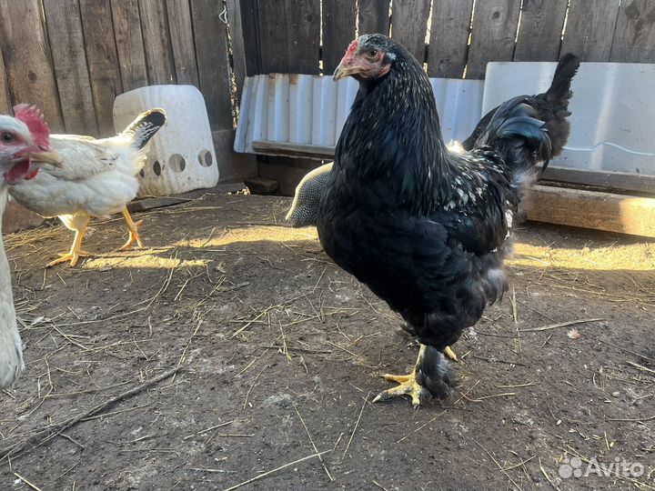 Куры джерсийский гигант