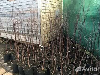 Саженцы плодовых и декоративных растений