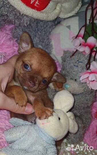 Нежная минюшечка куколка чихуахуа,доставка