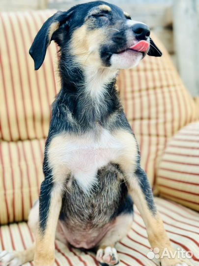 Щенок в добрые руки