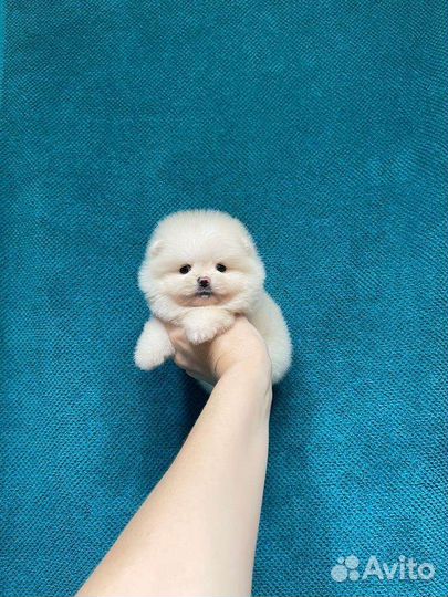 Померанский шпиц щенки большой выбор