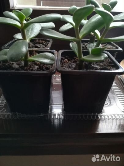 Толстянка крассула