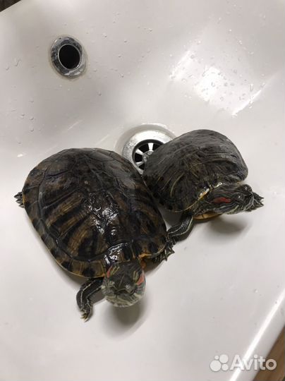 Черепаха с аквариумом бесплатно