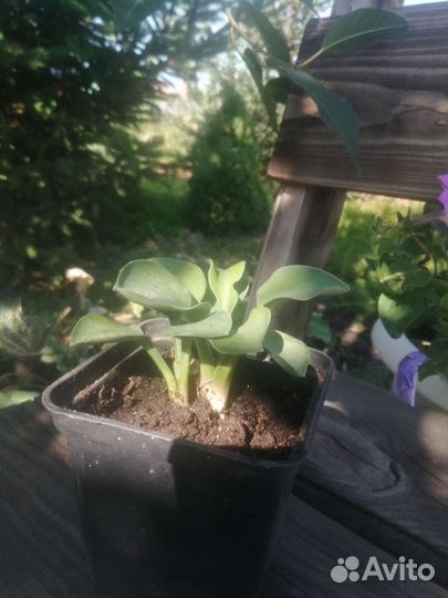 Хоста мышиные ушки