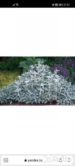 Чистец шерститый