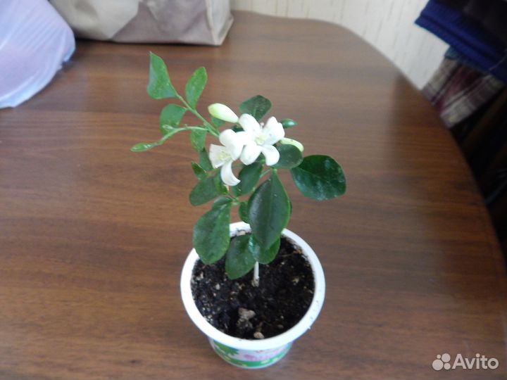 Орхидея дендробиум,мурайя