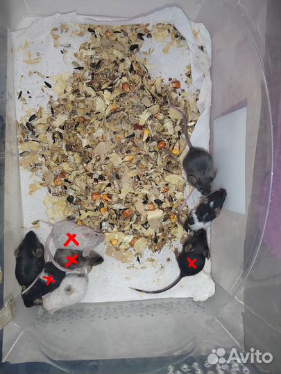 Малыши мышки