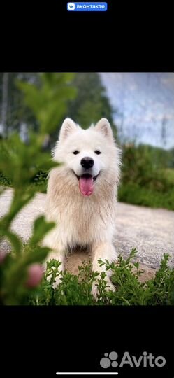 Щенки самоеда