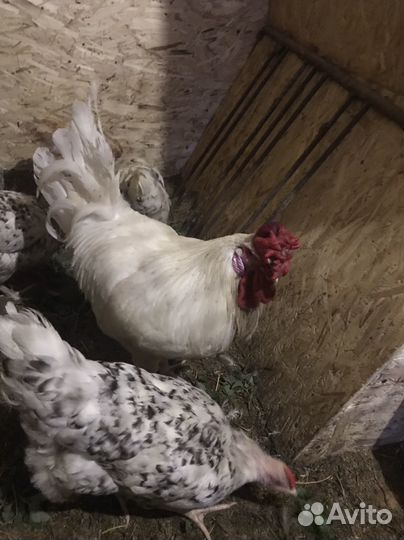 Цыплята несушки