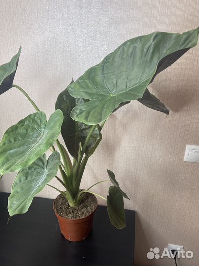 Алоказия комнатные цветы