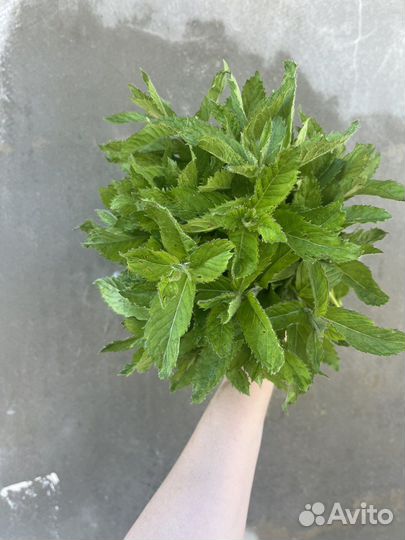 Мята разные сорта