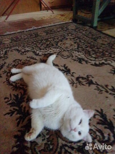 Отдам кота в добрые руки