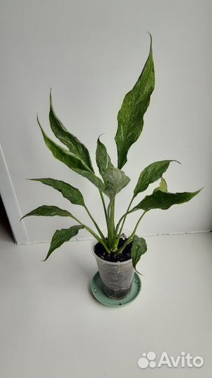 Спатифиллум Джемени