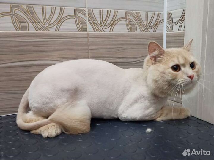 Стрижка кошек, экспресс-линька