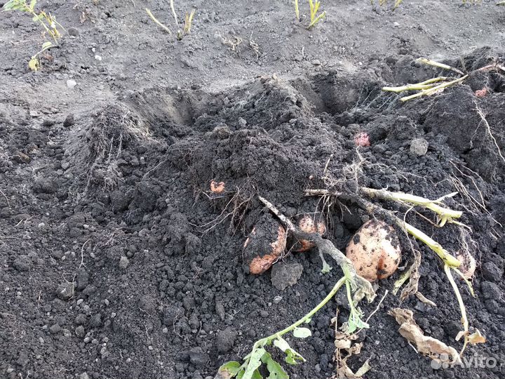 Картофель выращен на собственном участке до дождей