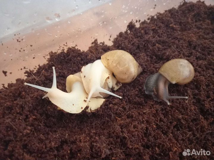 Улитки ахатины