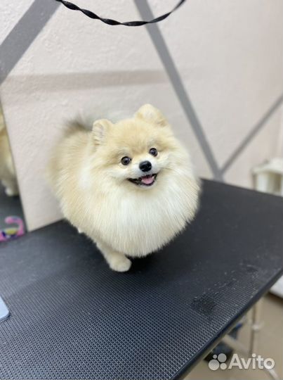 Стрижка кошек и собак