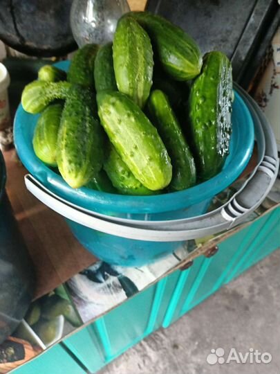 Рассада огурцы