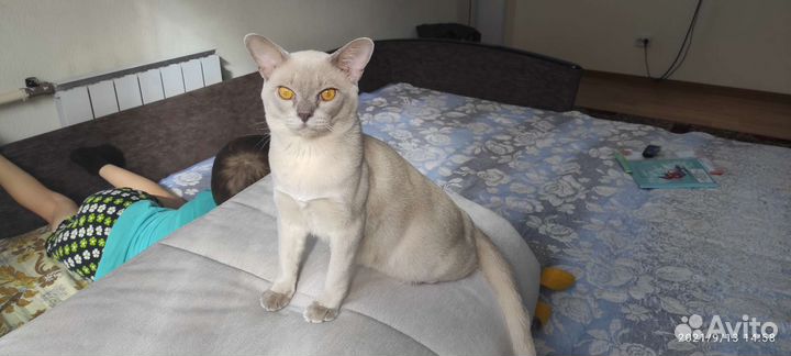 Бурма вязка WCF