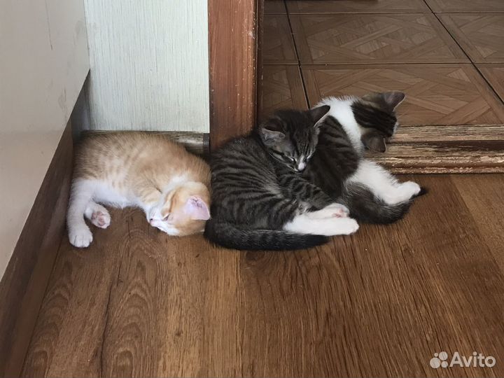 Милые котятки