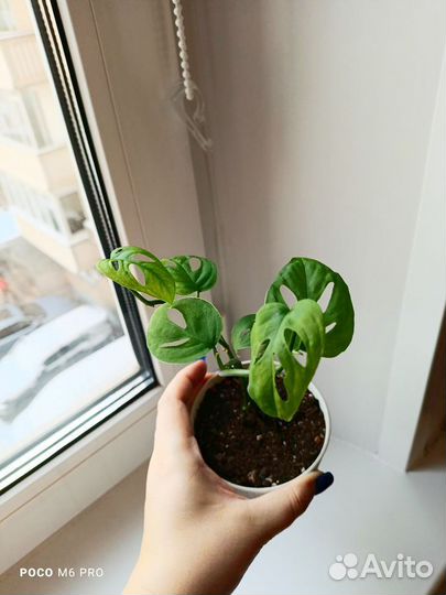 Манстера манки