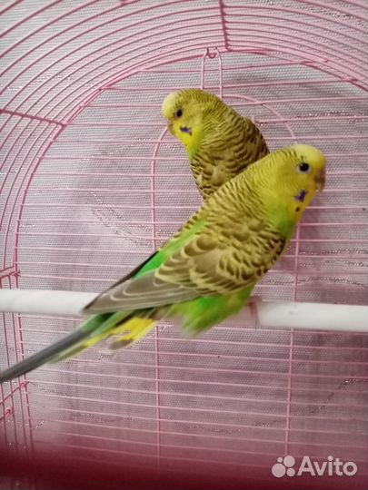 Самочки попугая получехи