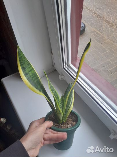 Сансевиерия