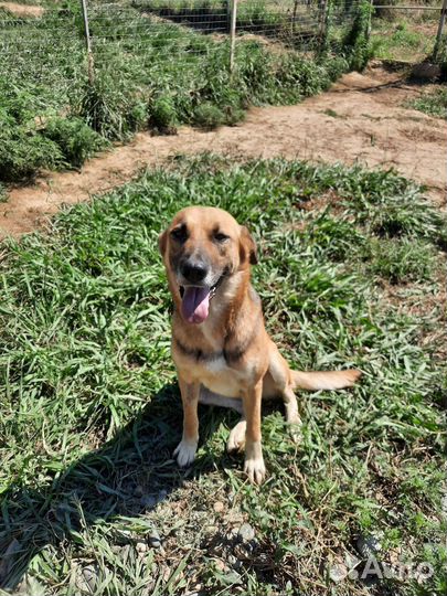 Овчарка полукровка