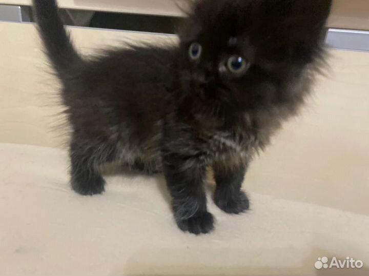 Черный котенок девочка в добрые руки, 1,5 мес