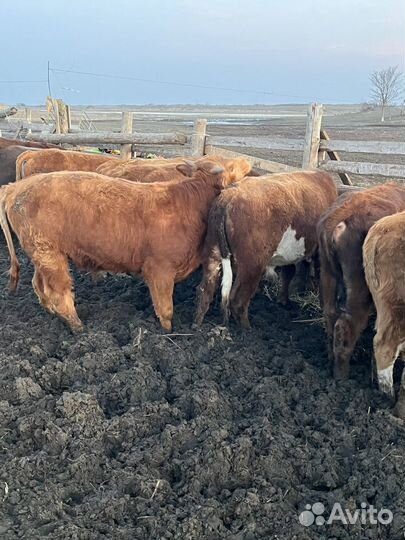 Бычки справные