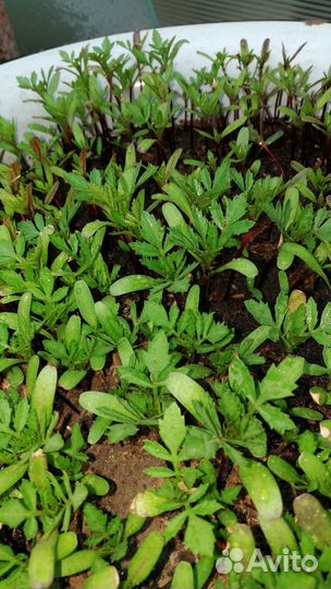 Рассада бархатцев