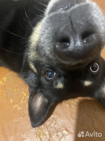 Нужен выгул собаки