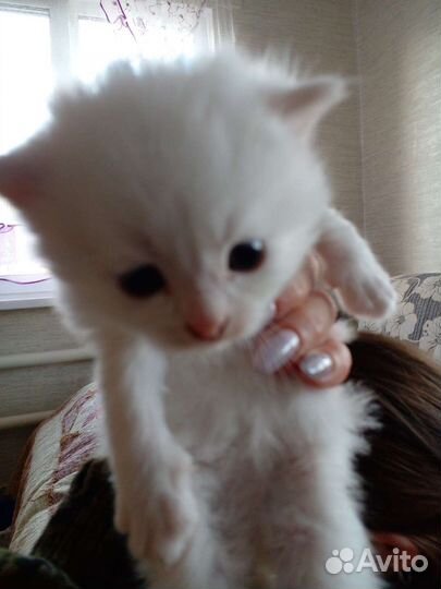 Кошки в добрые руки бесплатно