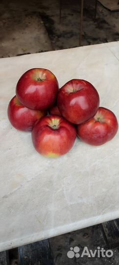 Яблоки домашние