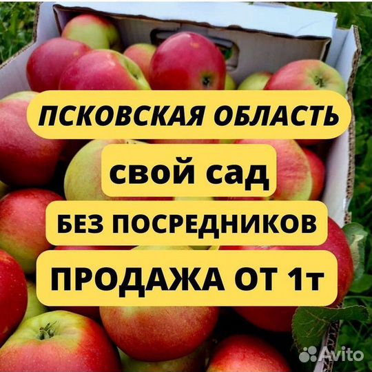 Яблоки оптом