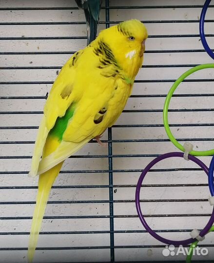 Выставочный волнистый попугай чех