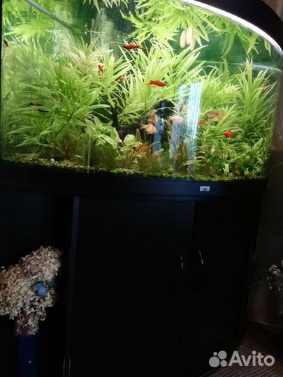 Аквариум juwe Trigon 350 черный