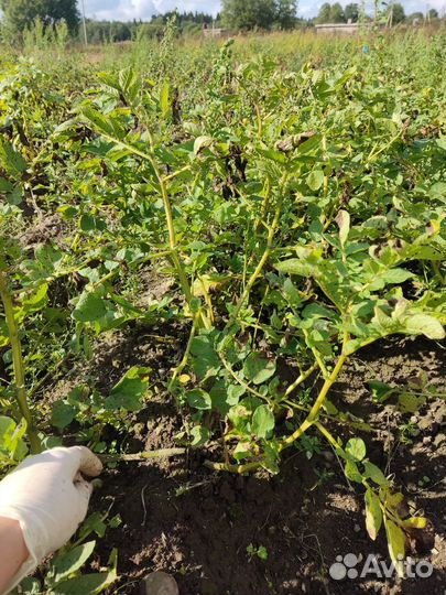 Семенной картофель сарпо мира