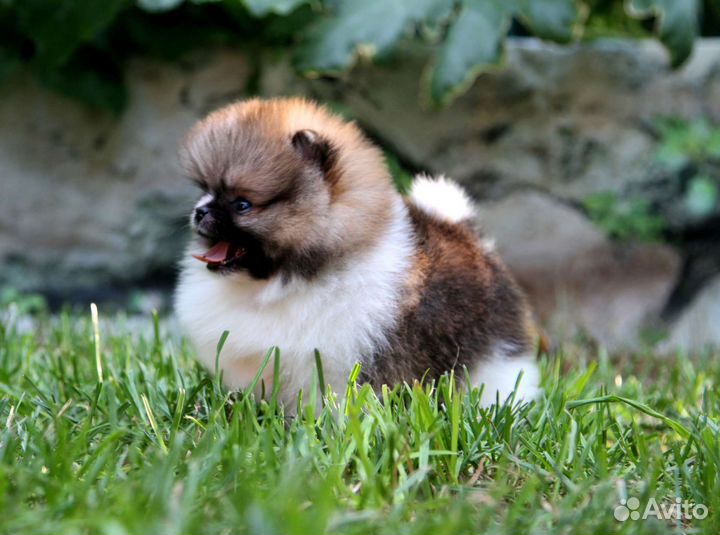 Померанский шпиц