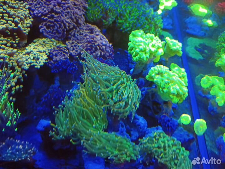 Эуфилия, Кауластрея, Гониопора