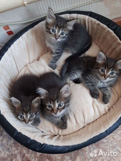 Котята в добрые руки даром